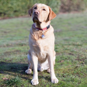 Makato is the office mascot at Dr. W. Gray Grieve Orthodontics in Eugene, OR